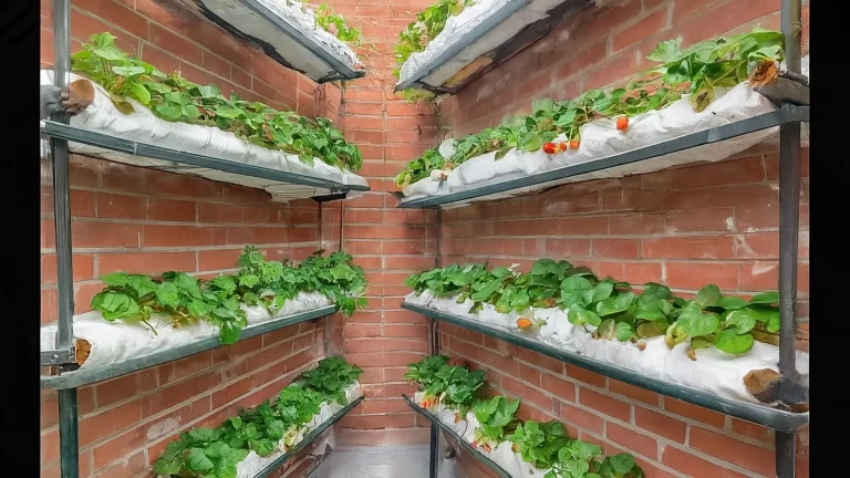 O SEGREDO DO CRESCIMENTO HARMÔNICO: DICAS DE ESPAÇAMENTO PARA PLANTAS